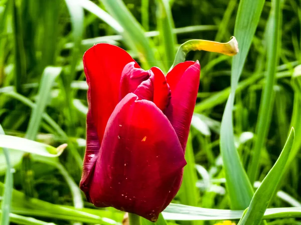 Botão Uma Tulipa Vermelha Escura Variedade Mascara Parque Mola Está — Fotografia de Stock
