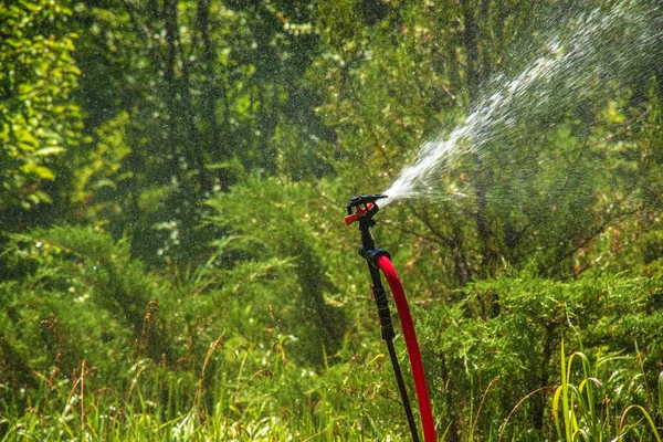 Sprinkler Garden Watering Lawn Botanical Garden — Stock Photo, Image