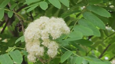 Çiçek açan Rowan 'ın yeşil dalı, yakın plan beyaz çiçeklerle. Sorbus aucuparia