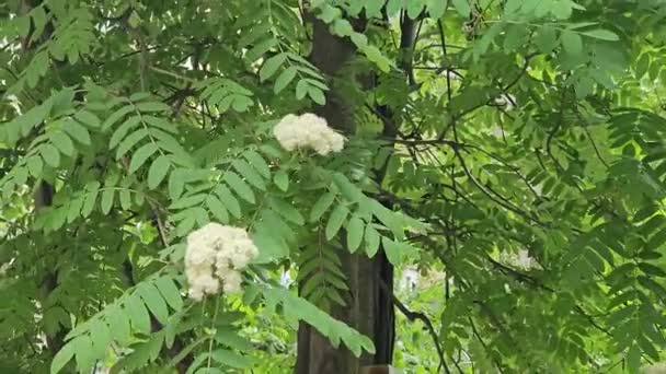 在风中摇曳着的枝条上 飘扬着白莲的花朵 山灰树 春光背景Sorbus Aucuparia — 图库视频影像