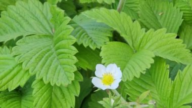 Yeşil çimenlikteki yabani çileğin beyaz çiçekleri. Latince adı Fragaria L.
