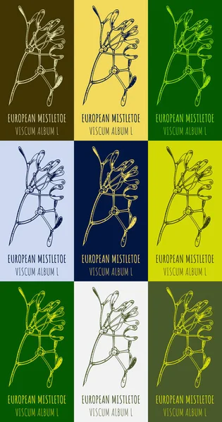 Állítsa Rajz Common Mistletoe Különböző Színekben Kézzel Rajzolt Illusztráció Latin — Stock Fotó