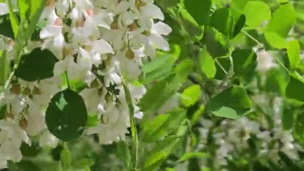 Primer Plano Flores Acacia Blanca Árbol — Vídeo de stock