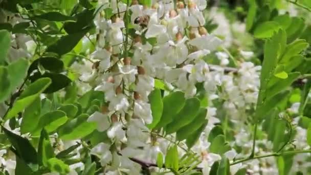 Bienen Sammeln Nektar Auf Einer Akazienblüte Nahaufnahme — Stockvideo