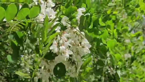 Nahaufnahme Weißer Akazienblüten Auf Dem Baum — Stockvideo