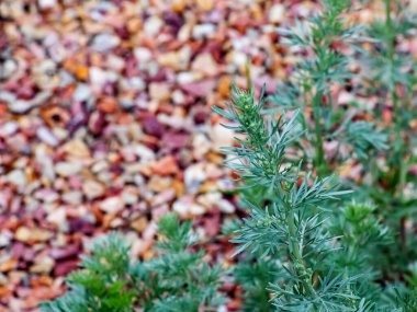 Wormwood Artemisia absinthium. Slovakya 'nın Nitra kentindeki tiyatro meydanında dekoratif bir pelin otu dalı..