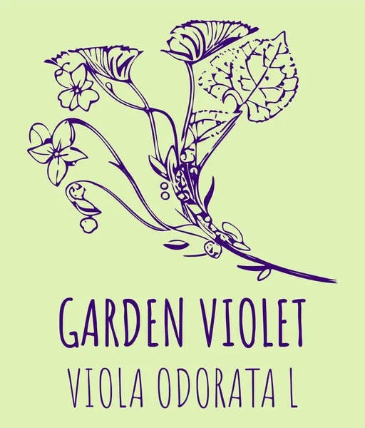 Drawings GARDEN VIOLET. Hand drawn illustration. Latin name Viola odorata L.