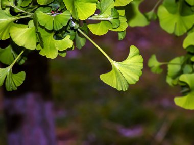 Taze yeşil ginkgo biloba yaprakları. Doğal yaprak dokusu. Slovakya 'da Nitra' da bir ginkgo ağacının dalları. Latince adı Ginkgo biloba L.