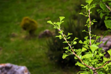 Taze yeşil ginkgo biloba yaprakları. Doğal yaprak dokusu. Slovakya 'da Nitra' da bir ginkgo ağacının dalları. Latince adı Ginkgo biloba L.