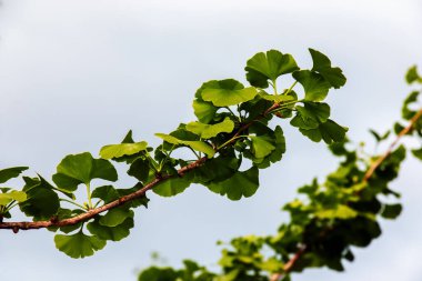 Taze yeşil ginkgo biloba yaprakları. Doğal yaprak dokusu. Slovakya 'da Nitra' da bir ginkgo ağacının dalları. Latince adı Ginkgo biloba L.