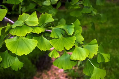 Taze yeşil ginkgo biloba yaprakları. Doğal yaprak dokusu. Slovakya 'da Nitra' da bir ginkgo ağacının dalları. Latince adı Ginkgo biloba L.