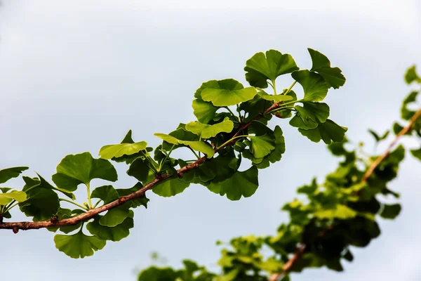 Čerstvě Zelené Listy Ginkgo Biloba Přírodní Listová Textura Pozadí Větev — Stock fotografie