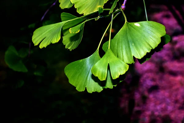 Čerstvě Zelené Listy Ginkgo Biloba Přírodní Listová Textura Pozadí Větev — Stock fotografie