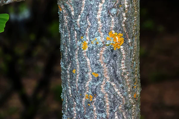 イチョウの木の樹皮 樹皮の背景 — ストック写真