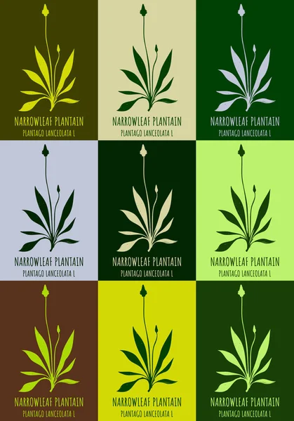 Набор Рисунков Ribwort Plantain Различных Цветов Ручной Рисунок Латинское Название — стоковое фото