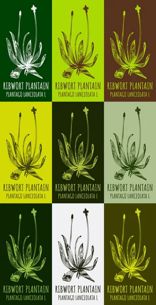 Conjunto Desenho Ribwort Plantain Várias Cores Ilustração Desenhada Mão Nome — Fotografia de Stock