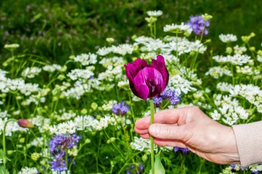 Bitkibilimcinin dişi eli pembe bir gelincik çiçeği tutuyor. Afyon gelinciğinin pembe çiçeği ya da Papaver Somniferum çiçek açar..