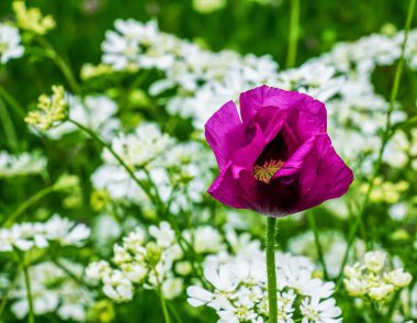 Çiçekli haşhaş pembesi tarlada. Yakın plan. Pembe afyon haşhaş çiçeği ya da Papaver Somniferum çiçeği.