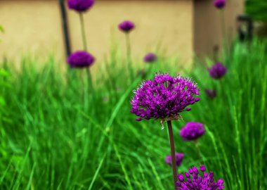 Çiçeklenme mor süs soğan Allium hollandicum, Mor Sensation yeşil çim arka plan karşı