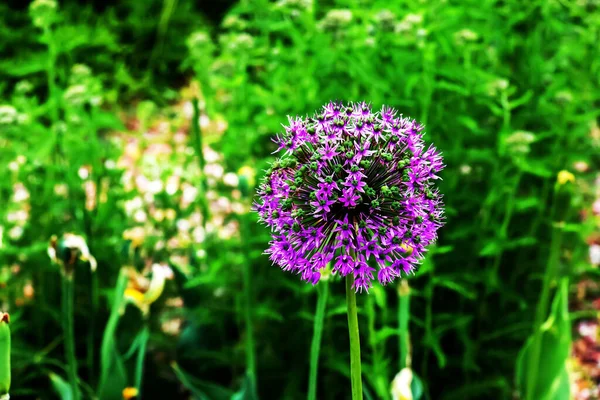 Oignon Ornemental Pourpre Fleurs Allium Hollandicum Sensation Pourpre Sur Fond — Photo