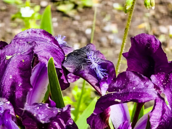 Pygmy iris or dwarf iris Pumila Hybrida Caerulea blooming with single purple blooms. Iris pumila. Wild flowers on the flowerbed in spring.