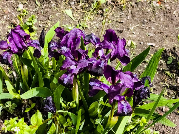 Pygmy iris or dwarf iris Pumila Hybrida Caerulea blooming with single purple blooms. Iris pumila. Wild flowers on the flowerbed in spring.