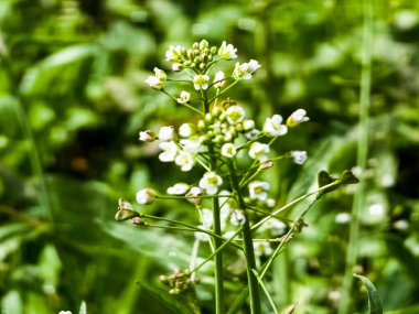 Yeşil beyaz çiçek otu çoban çantası ya da arka plan resmi olarak Capsella bursa pastoris