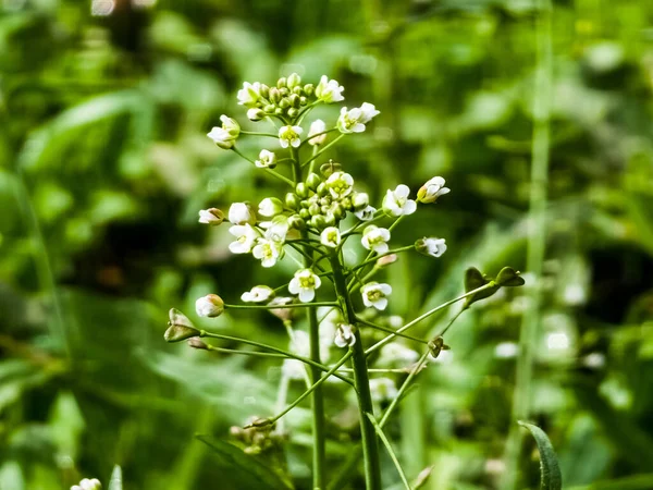 Yeşil Beyaz Çiçek Otu Çoban Çantası Arka Plan Resmi Olarak — Stok fotoğraf