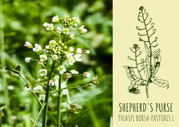 SHEPHERD\'S PURSE. Latin name THLASPI BURSA-PASTORIS L. Photo and illustration collage of shepherd\'s purse grass Capsella bursa pastoris.