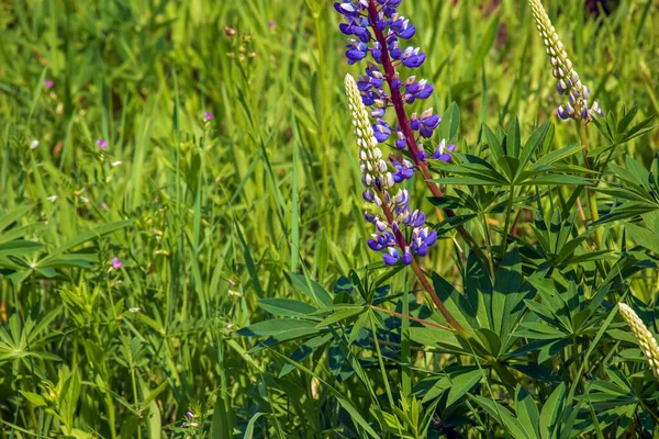 Flores Altramuz Púrpura Lupinus Arcticus Campo Verde Bajo Una Cálida —  Fotos de Stock