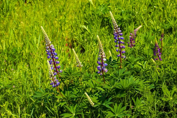 Flores Altramuz Púrpura Lupinus Arcticus Campo Verde Bajo Una Cálida —  Fotos de Stock