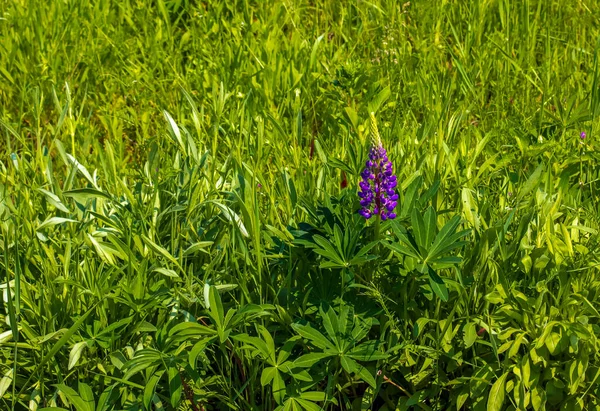 Fleurs Lupin Pourpre Lupinus Arcticus Dans Champ Vert Sous Soleil — Photo