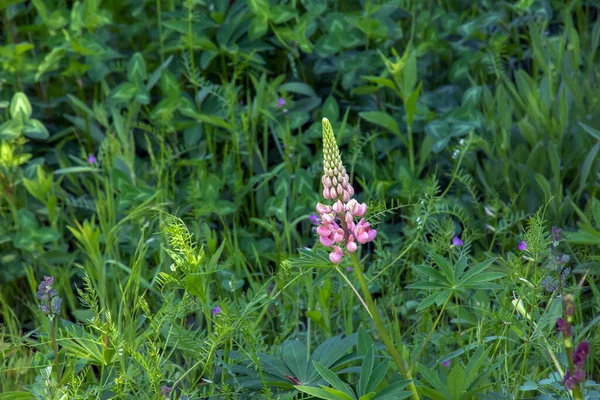 Фиолетовые Цветы Люпина Lupinus Arcticus Зеленом Поле Теплым Весенним Солнцем — стоковое фото