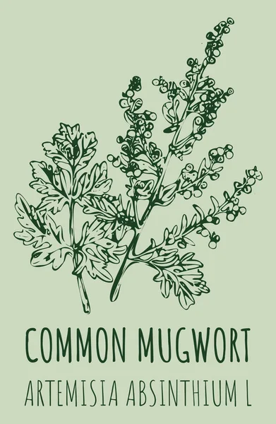 Rysunki Wspólne Mugwort Ręcznie Rysowana Ilustracja Nazwa Łacińska Artemisia Absinthium — Zdjęcie stockowe