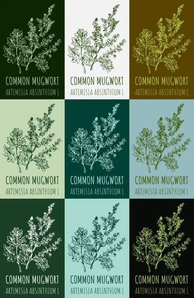 stock image Set of drawing of COMMON MUGWORT in various colors. Hand drawn illustration. Latin name ARTEMISIA ABSINTHIUM L.