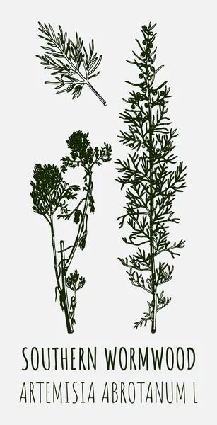 Rysunki Southern Wormwood Ręcznie Rysowana Ilustracja Nazwa Łacińska Artemisia Abrotanum — Zdjęcie stockowe