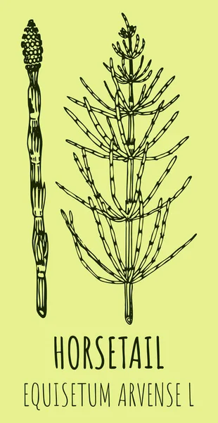 Field Horsetail Rajzai Kézzel Rajzolt Illusztráció Latin Név Equisetum Arvense — Stock Fotó