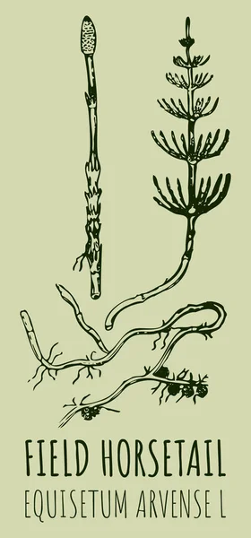 stock image Drawings of FIELD HORSETAIL. Hand drawn illustration. Latin name EQUISETUM CALDERI B.