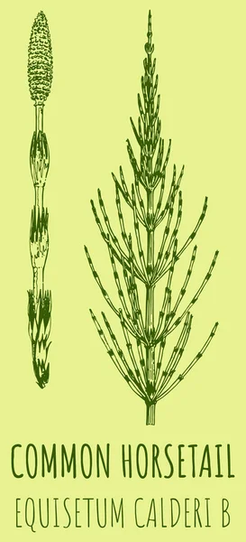 Field Horsetail Rajzai Kézzel Rajzolt Illusztráció Latin Név Equisetum Calderi — Stock Fotó