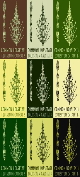 Conjunto Desenhos Field Horsetail Cores Diferentes Ilustração Desenhada Mão Nome — Fotografia de Stock