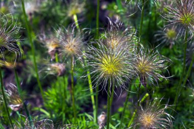 Pulsatilla vulgaris wiky tohum başları yakın çekim