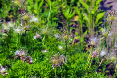 Pulsatilla vulgaris wiky tohum başları yakın çekim