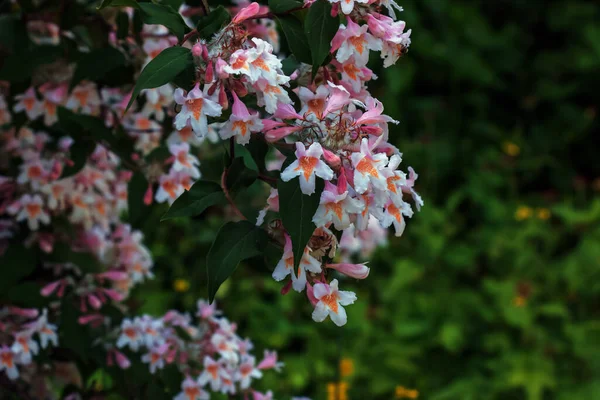 Kolkwitzia Amabilis Różowy Kwitnący Krzew Piękna Zbliżenie Linnaea Amabilis Kwiaty — Zdjęcie stockowe