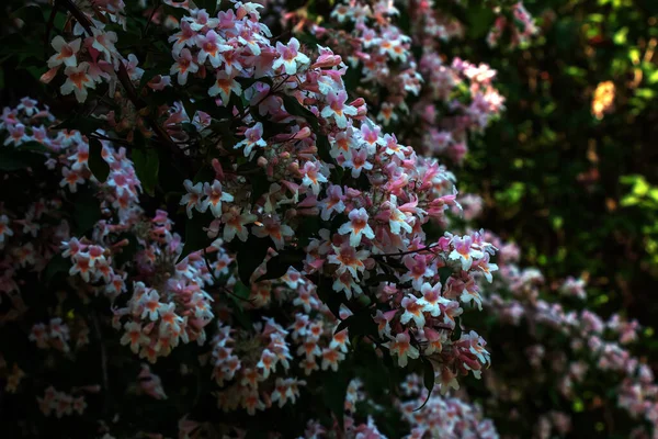 위치아 빌리스는 분홍색 아름다운 관목을 가까이 답니다 리네아 빌리스는 정원에 — 스톡 사진