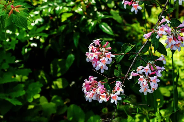 Kolkwitzia Amabilis Rosa Blühender Schönheitsstrauch Aus Nächster Nähe Linnaea Amabilis — Stockfoto