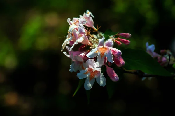 Kolkwitzia Amabilis Rosa Blühender Schönheitsstrauch Aus Nächster Nähe Linnaea Amabilis — Stockfoto