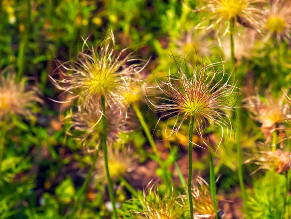 Zbliżenie Wiry Pulsatilla Vulgaris Jedwabiste Głowy Nasion — Zdjęcie stockowe