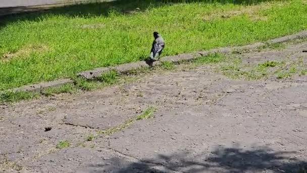 Vue Détaillée Comportement Corbeau Gris Noir — Video