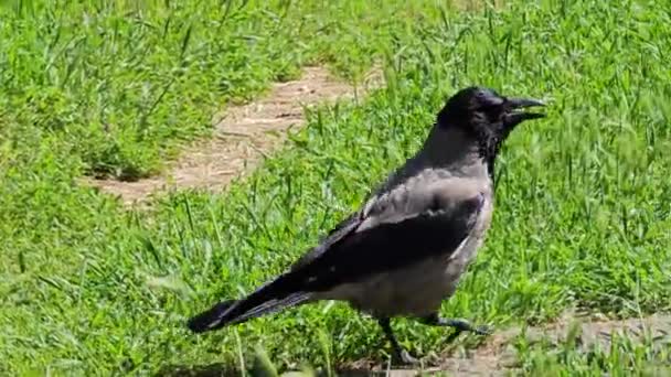 Detailed Shot Behavior Gray Black Crow — Stock Video