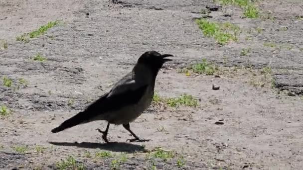 Detailed Shot Behavior Gray Black Crow — Stock Video
